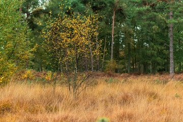 Birch trees with yellow colored foliage between fir trees in autumn woods.