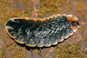 Female of a Glow Worm (Dorsal Side) Location: Agumber
