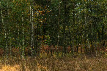 Yellow grass and birch trunks in fall forest.