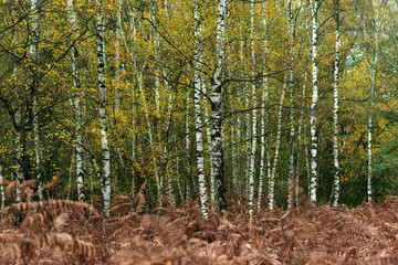 Birch trees with yellow foliage and brown decayed ferns in autumn forest.