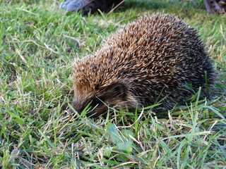 Small hedgehog in grass