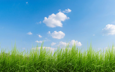 field with a beautiful green grass in the foreground. In the background we can see a beautiful blue sky with white clouds on an August day in the park. - obrazy, fototapety, plakaty