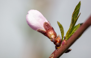 Peach flowers on a background of blue sky