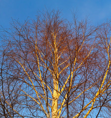 Bare branches of a birch on a background of blue sky