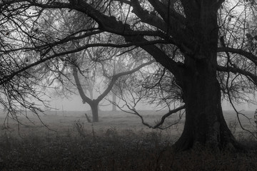 Spooky old tree for Halloween