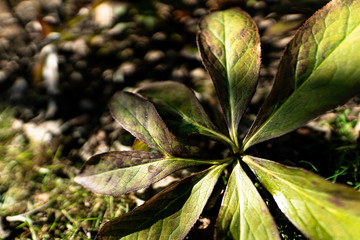 Grüne von der Sonne verbrannte Blätter mit einem Loch 
