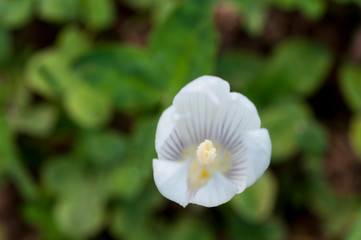 White crocuses in spring garden close up