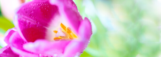 Close up macro banner fresh spring bouquet of tulips with transparent dew water drops on petals. Soft focus on dew rain tear droplets.  Natural leaf texture and defocused tulip bud. Spring background 