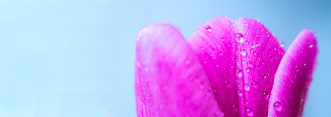 Close up macro banner fresh spring bouquet of tulips with transparent dew water drops on petals. Soft focus on dew rain tear droplets.  Natural leaf texture and defocused tulip bud. Spring background 