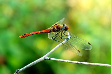 Image with a flying insect - the colored dragonfly sat on a branch