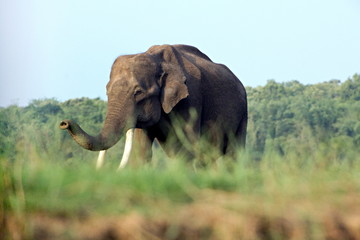 Indian elephant at Kabini, Nagarhole, Karnataka.