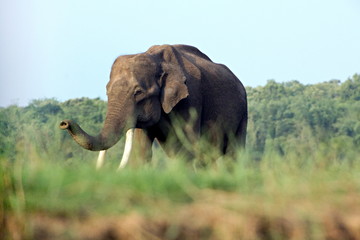 Naklejka premium Indian elephant at Kabini, Nagarhole, Karnataka.