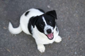 Black and white smiling puppy looking up