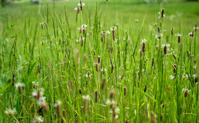 A beautiful spring decoration.Green grass