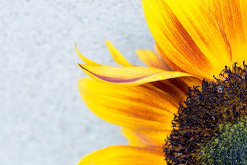 Macro shot of blooming sunflower with copy space