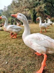 two canadian geese