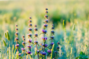 Summer meadow purple flowers landscape. Purple flowers summer field. Summer meadow flowers landscape