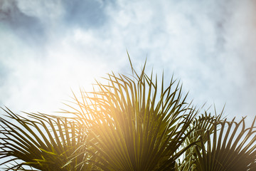 View of palm trees against the sky and sun flare. Tropical background at the resort