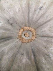 Ovary of a grey pumpkin close-up.