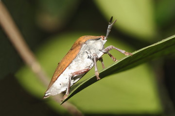 The brown marmorated stink bug (Halyomorpha halys)