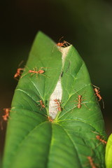 Weaver ants or Green ants (genus Oecophylla)