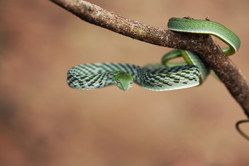 COMMON VINE SNAKE Ahaetulla nasuta Mildly Venomous, Common