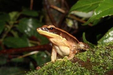 The bronzed frog (Hylarana temporalis) is a species of true frog found in the riparian evergreen forests of the Western Ghats, India