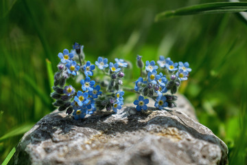 Fototapete bei efototapeten.de bestellen   