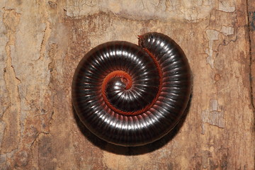 Coil of Millipedes, Narceus americanus, are arthropods that have two pairs of legs per segment