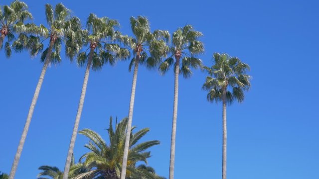 Row of palm trees blowing in the wind against deep blue sky. Cannes, France.
