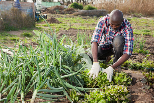 Male Gardener Working At Homestead