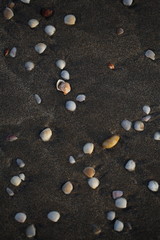 Fototapeta na wymiar Mixed Sea Shells on Beach, India