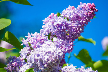 Purple blooming lilac flowers on a blue background. - 321235394