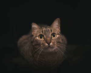 Gato mirando fijamente 