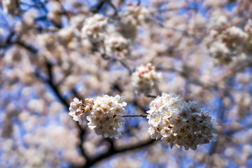 東京都 北区 王子駅付近の桜