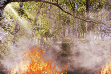 Fototapete bei efototapeten.de bestellen   