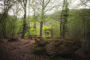 Mesa de picnic dentro del bosque