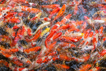 Colorful Fancy Carps or Koi fish swimming in pond for background