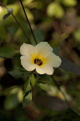 Obraz premium Morning glory flower at Nerul, Bardez Goa, India