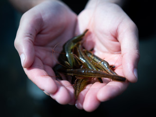 Fresh straight from the sea raw shrimps. Man holding fresh shrimps in his hands. Shrimp hunting in...