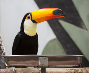 Toucan bird.  These are some of the most striking tropical birds found in America. Toucans have a large, brightly colored beak. However, the beak itself is relatively light, due to its porous structur © galina_savina