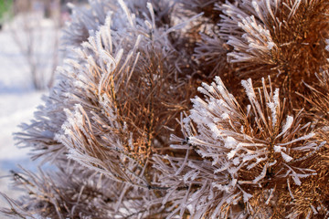 Brown needles are covered with frost, icicles and snow. The concept of a winter card.