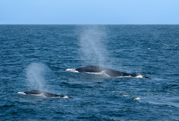 Fototapeta premium Whiles couple in the water, Sri Lanka, Mirissa