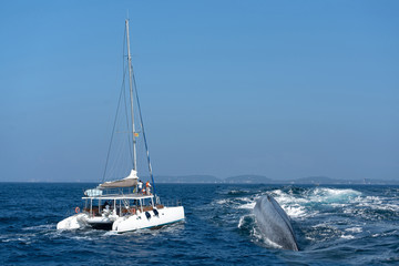 Whale back and tourist yacht on whales watching safari, Mirissa, Sri Lanka.