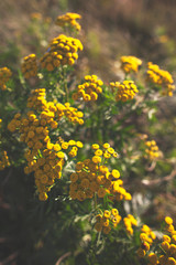 field of yellow tansy flowers
