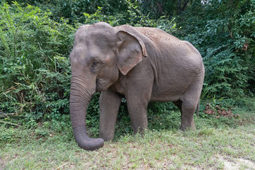 Wild elephant beautiful standing animal, Sri Lanka.