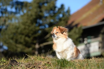 Warten auf Herrchen. Kleiner Mischlingshund sitzt in der Sonne