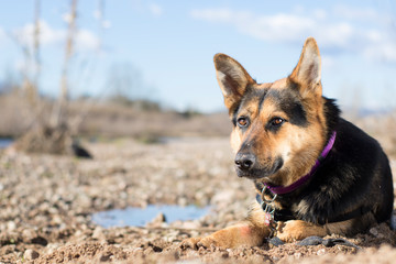 Perro disfrutando del sol y la naturaleza