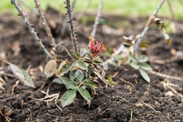 rosarium. closeup view of teen rose bush in early spring