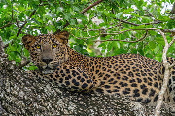 Leopard beautiful wild animal laying on the tree in jungle, Yala National Park, Sri Lanka